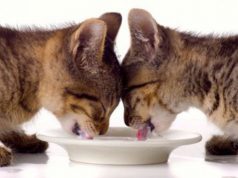 Raccolta cibo per i gatti, le iniziative di Zampe matte raccolta-cibo-per-i-gatti-le-iniziative-di-zampe-matte