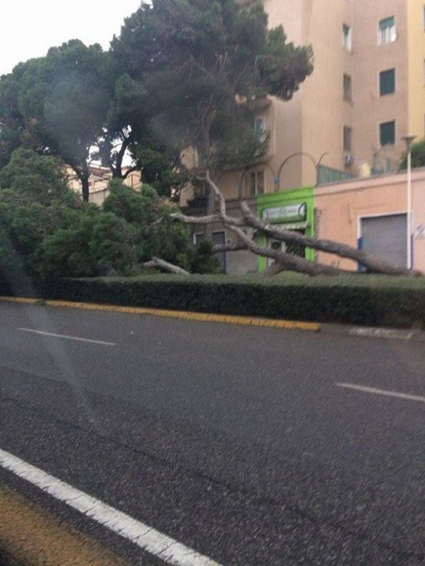 maltempo-crolla-albero-sulla-strada-in-viale-diaz
