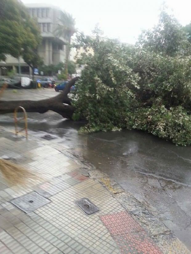 crolla-albero-in-via-dante-traffico-in-tilt