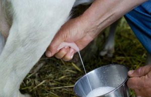 Coldiretti, al via a Nuoro l’iniziativa “Pastori in Barbagia” latte-risoluzione-della-discordia-la-base-vota-contro
