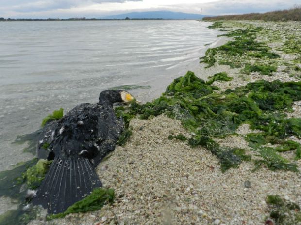 uccisione-dei-cormorani-la-lipu-and-quot-uno-scempio-senza-risultati-utili-and-quot