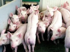 peste-suina-nuovo-focolaio-a-seulo-abbattuti-15-animali