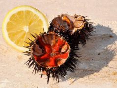 Oltre 2 quintali di ricci sequestrati a Oristano nel 2019