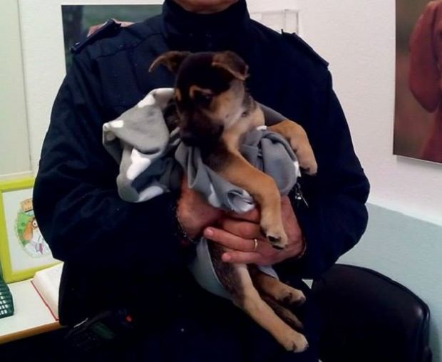 cagliari-cuccioli-abbandonati-polizia-municipale-and-quot-aiutateci-a-trovare-il-colpevole-and-quot