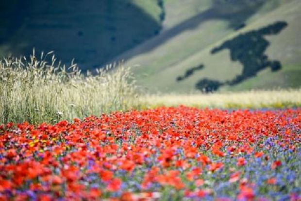 a-rischio-fioritura-castelluccio-norcia