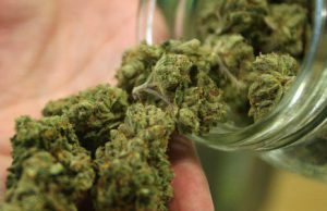 Cocaina, hashish e marijuana: arrestato giovane pusher in-un-bidone-nascosti-1-6-kg-di-marijuana-a-escalaplano