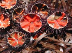 riccio-di-mare-protagonista-ad-alghero-nel-fine-settimana