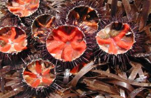 riccio-di-mare-protagonista-ad-alghero-nel-fine-settimana