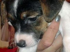 Cane seviziato, amputate le zampe cane-seviziato-amputate-le-zampe