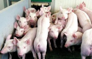 Peste suina, aumentano al 60% le aree libere da restrizioni