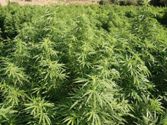 Orgosolo, in casa aveva mezzo chilo di marijuana: arrestata accanto-villa-piscina-maxi-piantagione-cannabis