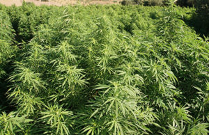 Assemini, rubate 160 piante di marijuana legale accanto-villa-piscina-maxi-piantagione-cannabis