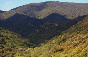 Pensionato in cerca di funghi si perde nei boschi di Ollolai, ritrovato dai Carabinieri