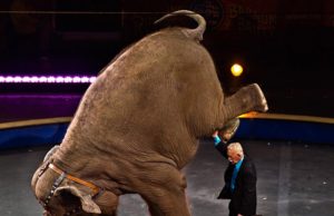 Sanluri, il Comune vieta circhi e spettacoli con animali selvatici ed esotici