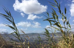 Miasmi a Molentargius, asilo via Boccherini resterà chiuso. “È nella zona rossa”