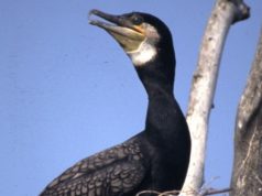 Danni pesca nell’Oristanese, al via abbattimento cormorani