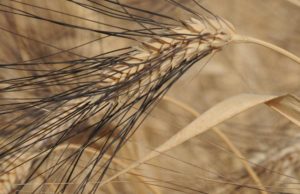 Grano Capelli, Sdp: “Al fianco degli agricoltori”