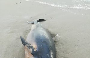 Tharros, trovato delfino spiaggiato nel litorale – FOTO