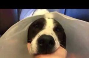 Il cagnolino Freccia è in piedi. “Cauto ottimismo, ma ci galvanizza vederlo così”