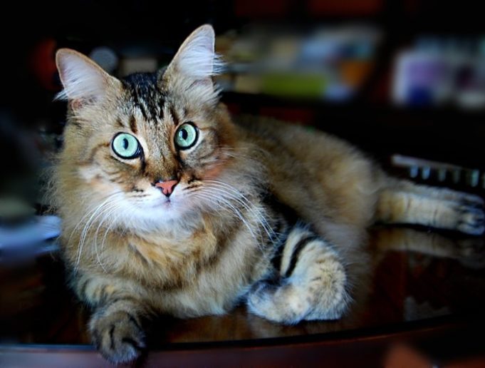 gatto