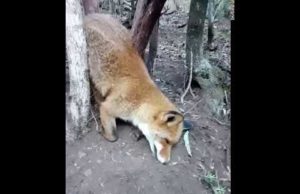 Bracconaggio, Lav Cagliari: “Trovati lacci d’acciaio, reti e tagliole” – VIDEO