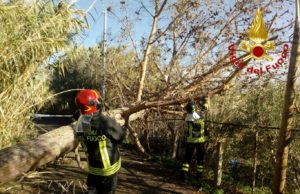 Maltempo: cade albero in strada, intervengono vigili del fuoco – VIDEO E FOTO