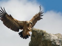 Salvaguardia grifone, due esemplari in Sardegna da Amsterdam