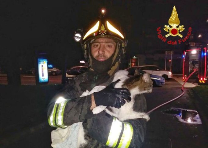 In fiamme abitazione a Milano, salvati una persona e 2 gatti