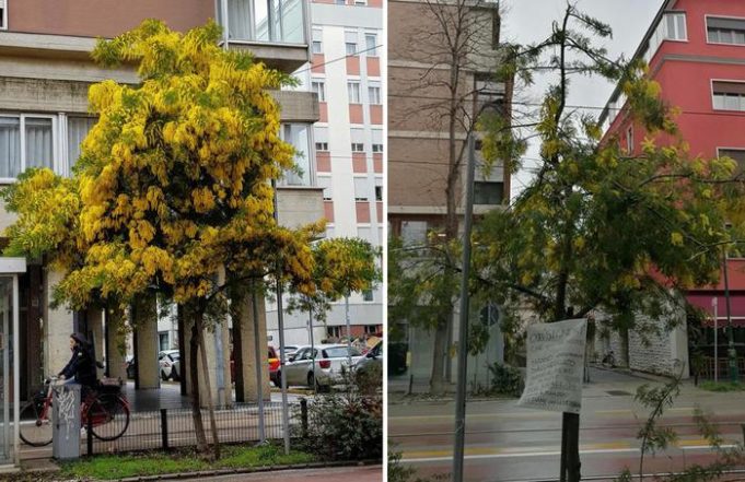 Sorvegliano mimosa ma ladri la spogliano,rabbia città