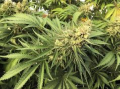 Droga, maxi sequestro di marijuana nell’Oristanese: “Migliaia di piante sequestrate”