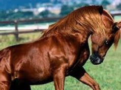 Cavallo fugge dalla stalla e attraversa le vie di Bosa, fermato dai Carabinieri