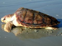 Salvata tartaruga impigliata nelle reti di un pescatore a Oristano