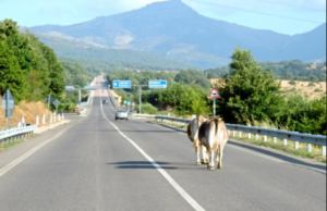 Tir travolge una mucca incustodita sulla Ss389: denunciato il proprietario