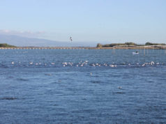 Assalto alla peschiera di Cabras, Polizia sventa furto di pesci