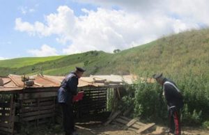 Tonara, strage di bestiame: sgozzate 40 pecore