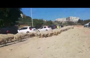 Pecore al pascolo all’ospedale Brotzu, condizioni igieniche fuori controllo