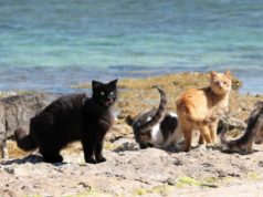 Ormeggi a Su Pallosu, eurodeputato pentastellato Corrao porta il caso a Bruxelles