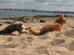 Posti barca a Su Pallosu, il caso finisce in Parlamento