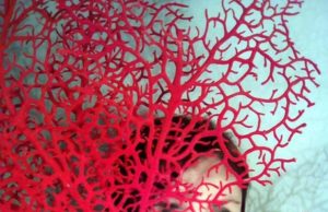 A Carloforte “L’isola dei libri”