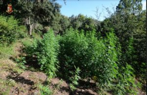 Droga, Oristano, Polizia scopre una maxi coltivazione con 2500 piante di marijuana, un arresto