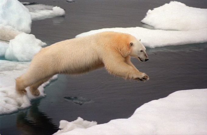 ARCTIC-BEAR