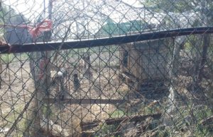 Incendio a Quartu, Nos salva cagnolini dalle fiamme