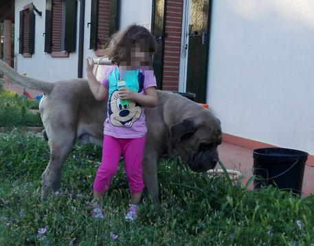 Progetto Serena, cani per bambini con diabete