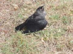 Febbre Nilo: virus trovato in due volatili morti in Sardegna