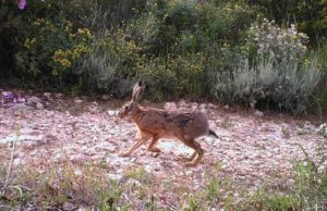 Cassa: Tar suspendet dies pro cassare lèpure e perdighe