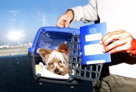 ce5fd6abfea70a5d7c98f96fefc0ba94