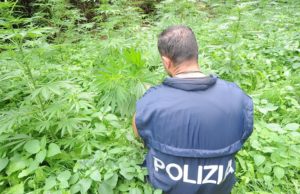 Droga, scoperta un’altra piantagione di marijuana: è la terza in un mese