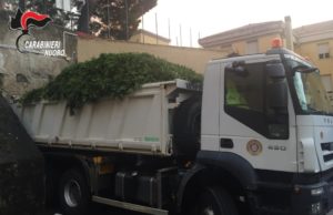 Droga: maxi piantagione di marijuana scoperta dai Carabinieri a Ollolai, 4 tonnellate di arbusti