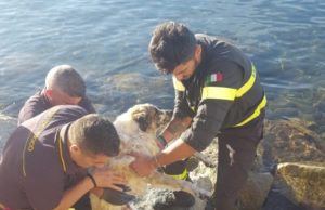 Quartu, cagnolino in difficoltà salvato dai vigili del fuoco