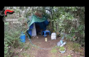 Maxi sequestro di marijuana a Ortueri, 5 tonnellate di piante sequestrate: arresti e denunce